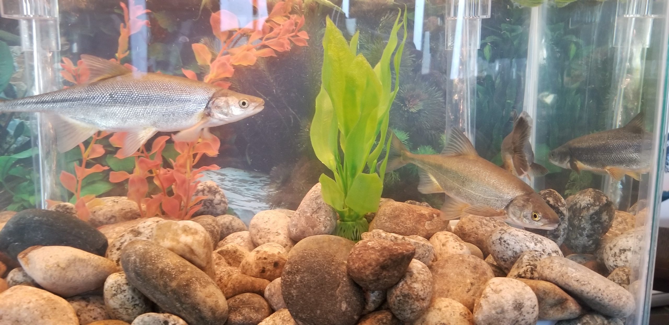 These bonytail were on display in a small aquarium at a Recovery Program booth at Colorado Water Congress in Westminster in January.