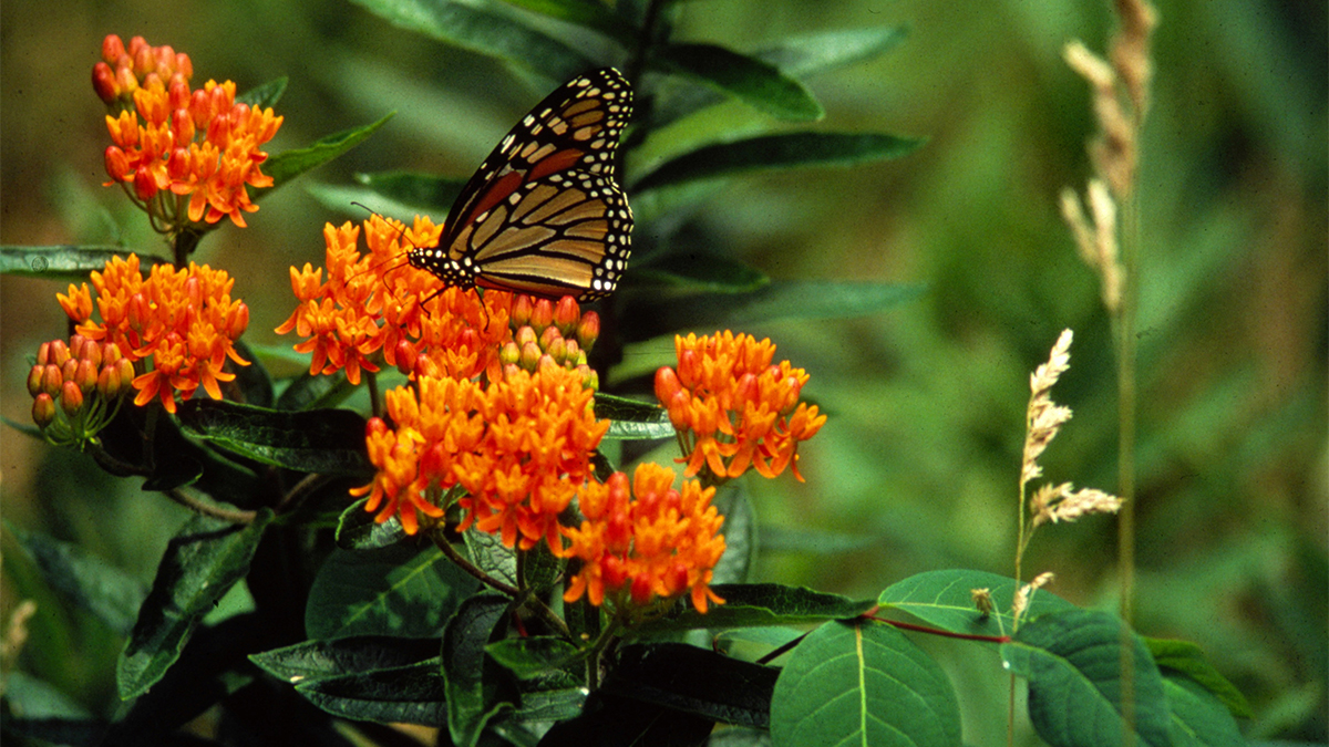 butterfly feasts on the nectar of the butterfly milkweed plant