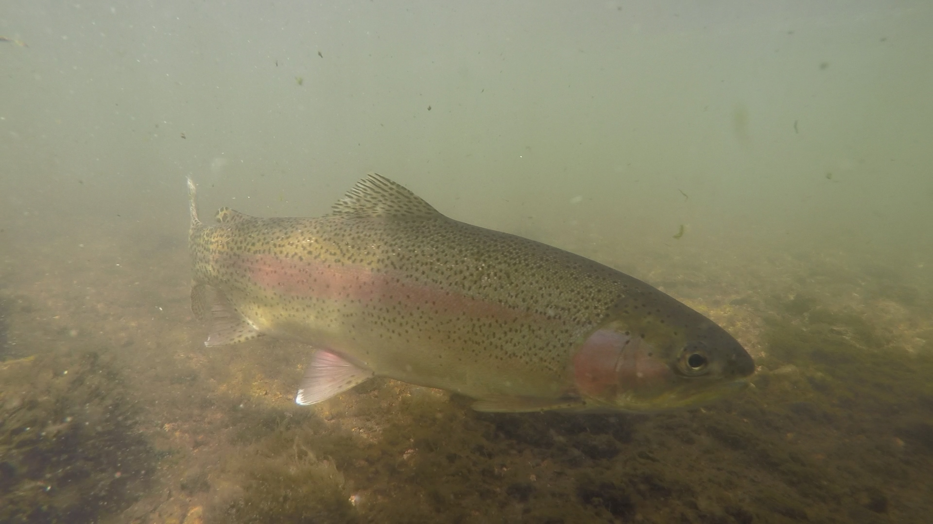 Rainbow and brown trout are healthiest in 50 to 60 degree water.