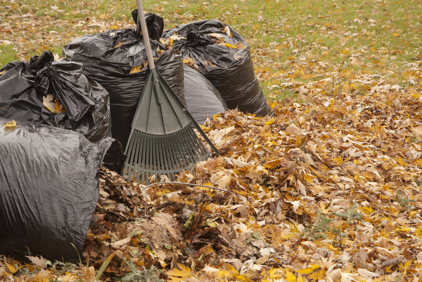 Forget the bags — mulch leaves right into the grass to provide nutrients for the lawn.