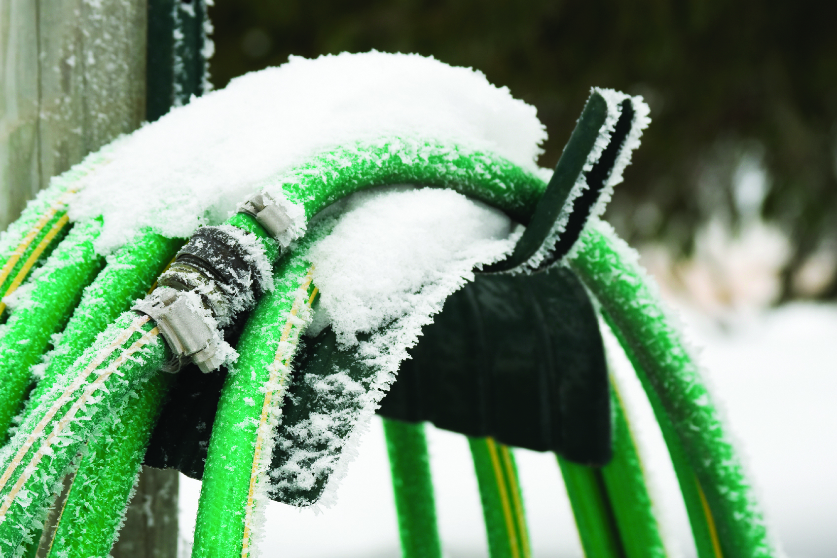 Garden hoses should be disconnected, drained and rolled up for storage. (Photo courtesy istock)