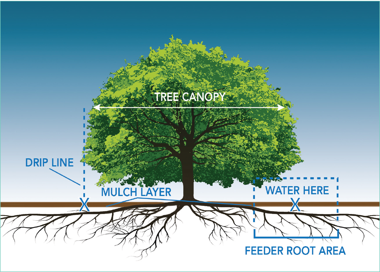 A 3-week dry
spell means
Trees: Need about
10 gallons of water for each inch of the tree trunk’s diameter.
Shrubs: Need between 5 and 18 gallons of water. Image credit: Denver Water.